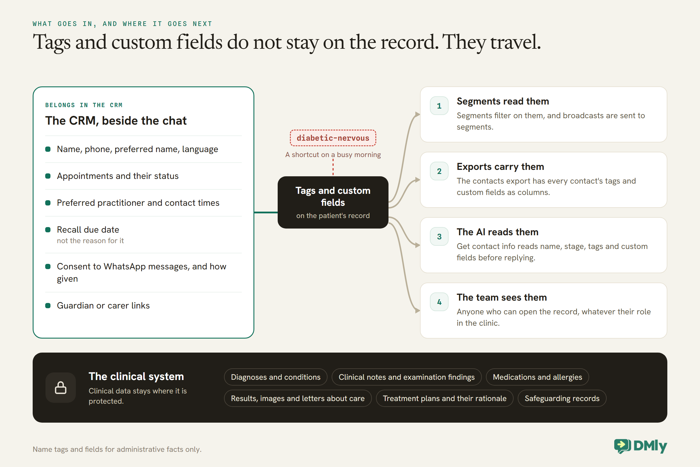 Diagram of where a clinic's CRM data travels. A green panel lists what belongs in the CRM beside the chat: name, phone, preferred name and language, appointments and their status, preferred practitioner and contact times, the recall due date but not the reason for it, consent to WhatsApp messages and how it was given, and guardian or carer links. It feeds a dark box for tags and custom fields, with a dashed red example tag, diabetic-nervous, above it. Four arrows run to where they travel: segments and the broadcasts sent to them, the contacts export, the AI's Get contact info tool, and every team member who can open the record. A dark locked band below holds what stays in the clinical system: diagnoses, clinical notes, medications and allergies, results and letters about care, treatment plans and safeguarding records.